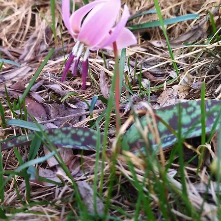 La Libellula Rossa